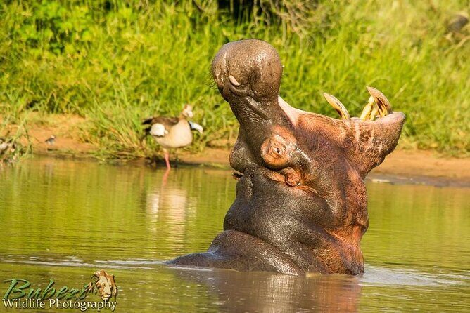 4 Day Bubezi Classic Safari & Panoramic Tour - FAQ