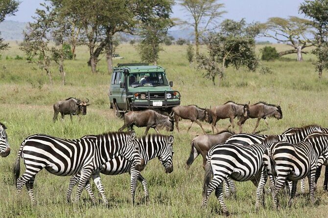 4-Day Budget Tarangire, Serengeti, Ngorongoro Safari Guided Tour - Who Should Consider This Safari?