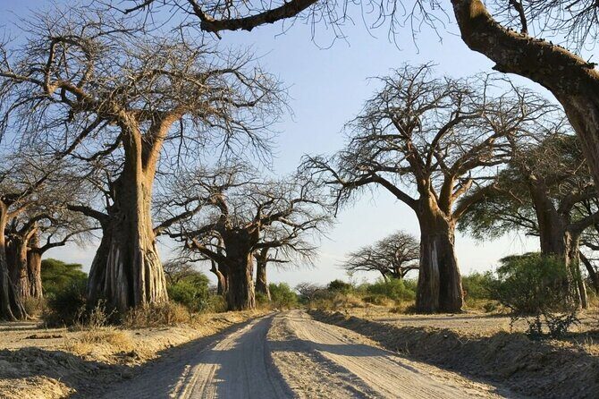 4-Day Budget Tarangire, Serengeti, Ngorongoro Safari Guided Tour - FAQs