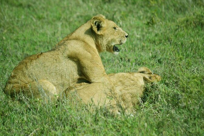4-Day Camping on the Big Five Private Safari - Introduction: Why This Safari Deserves Your Attention