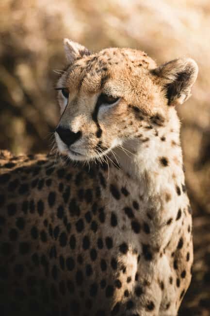 4-Day Camping Safari to Tarangire, Serengeti & Ngorongoro - Key Points