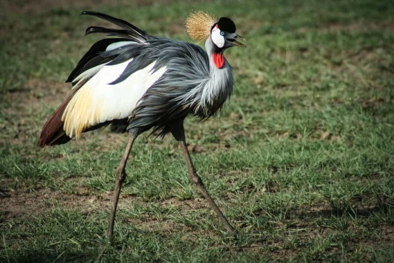 4-Day Camping Safari to Tarangire, Serengeti & Ngorongoro - Introduction and Initial Impressions