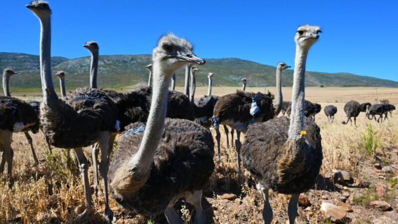 4 Day Cape Town Essential Tour & Big 5 Safari At Inverdoorn - Exploring the City: Day 1 – A Taste of Cape Town’s Highlights  