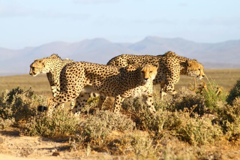 4 Day Cape Town Essential Tour & Big 5 Safari At Inverdoorn - Safari Adventure: Day 3 at Inverdoorn  
