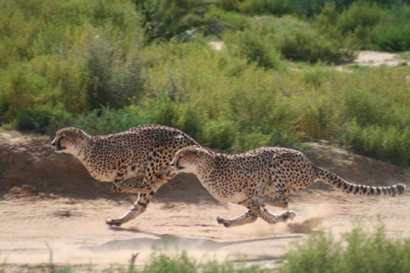 4 Day Cape Town Essential Tour & Big 5 Safari At Inverdoorn - Price & Value Analysis  