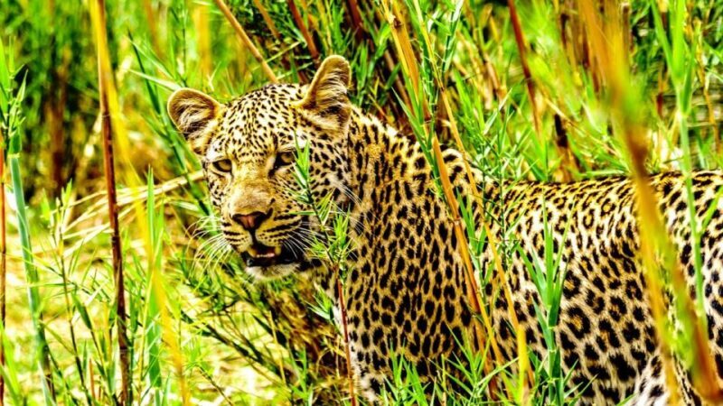 4 Day Cape Town Essential Tour & Big 5 Safari At Inverdoorn - Practical Tips & Considerations  
