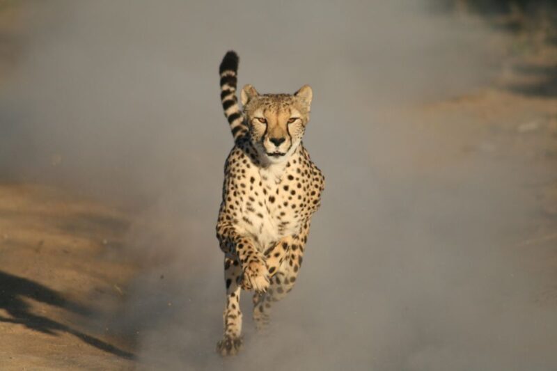 4 Day Cape Town Essential Tour & Big 5 Safari At Inverdoorn - The Sum Up  