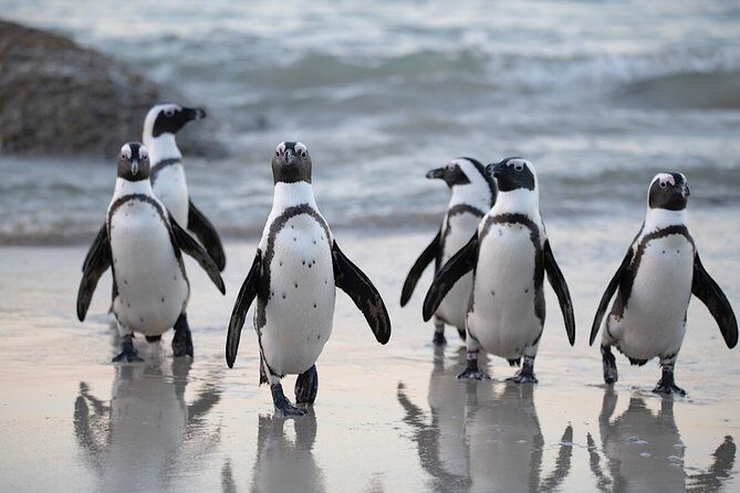 4 Day Cape Town Essential Tours & Overnight Big 5 Safari At Inverdoorn - Day 4: Morning Safari & Wine Tasting