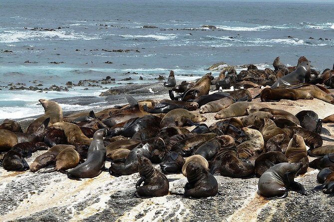 4 Day Cape Town Essential Tours & Overnight Big 5 Safari At Inverdoorn - Final Thoughts on This Tour