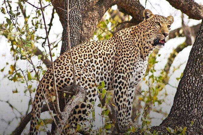4 Day Chobe Safari Park and Victoria Falls Combo - Introduction: A Snapshot of the 4 Day Chobe Safari Park and Victoria Falls Combo