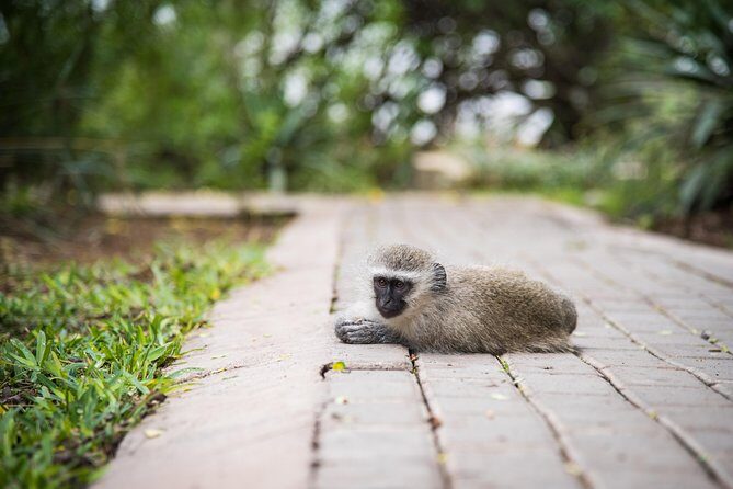 4 Day Classic Kruger National Park Safari - The Itinerary: What to Expect on This 4-Day Safari
