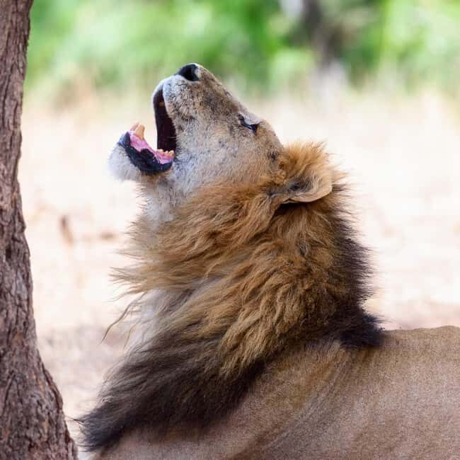 4-Day Classic Wildlife & Cultural - Day 1: Arusha to Tarangire National Park
