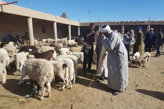 4-Day Desert Tour with 2-nights Glamping Experience: the Best for desert lovers - The Guides and Customer Experience