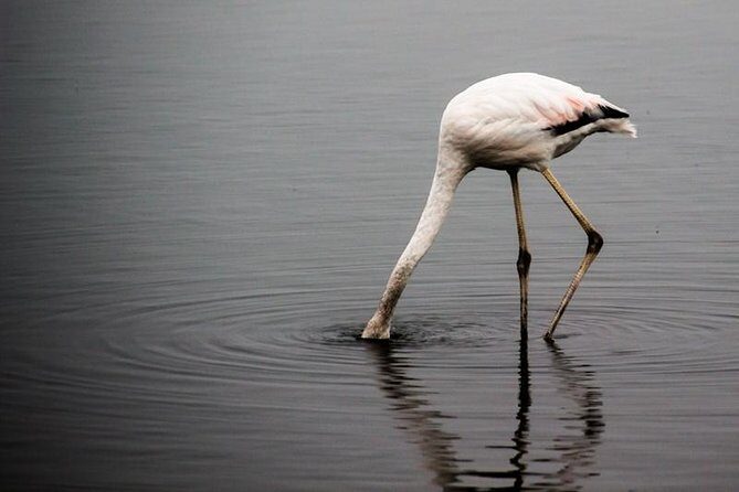 4-Day Etosha And Swakopmund Accommodated Adventure from Windhoek - FAQ