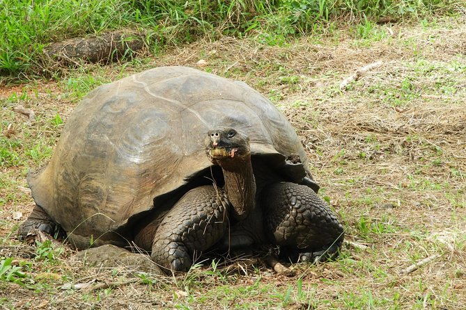 4-day-galapagos-classic-tour-santa-cruz-bartolome-or-seymour