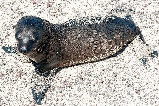 4-day-galapagos-classic-tour-santa-cruz-bartolome-or-seymour