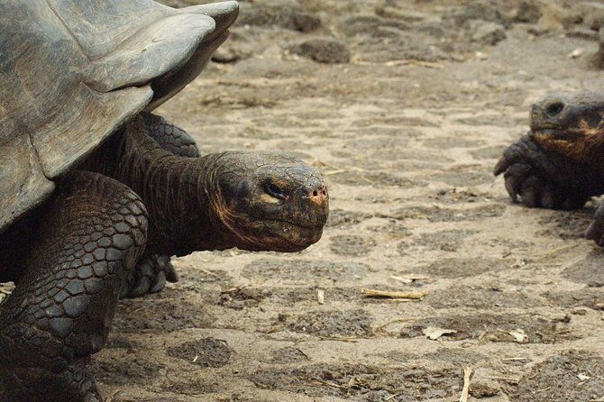 4-day-galapagos-island-hopping-tour-isabela-boat-tours-and-airport-transfer