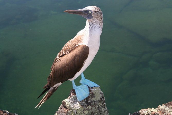4-day-galapagos-land-tour-visiting-isabela-and-santa-cruz