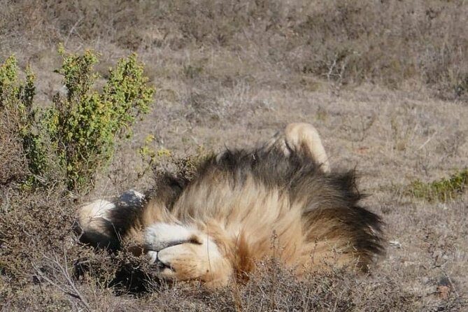 4 Day Garden Route Adventure & Safari - The Sum Up