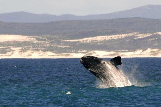 4 Day Garden Route Luxe Selection Micro Group Tour from Cape Town - FAQs