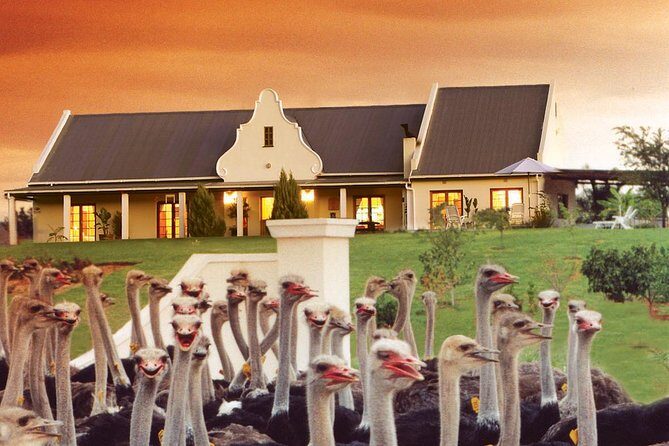 4 Day Garden Route Meander Safari Tour with Private Transfers - Key Points