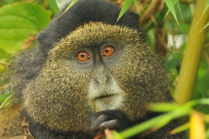 4 Day Golden Monkeys Bwindi Gorillas Wildlife and Chimps Trek - Introduction: What This Tour Offers