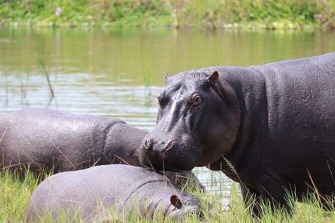4 Day Gorilla and Wildlife Safari in Uganda - Key Points