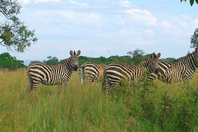 4 Day Gorilla and Wildlife Safari in Uganda - Final Thoughts: Who Is This Safari Best For?