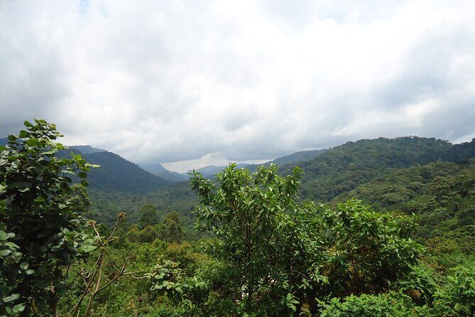 4-Day Gorilla & Chimpanzee Trekking Luxury Fly-in Tour in Uganda - What Makes This Tour Stand Out?