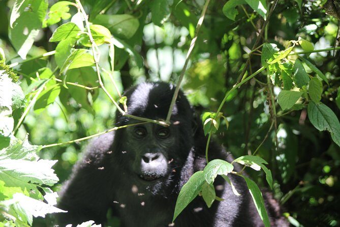 4 Day Gorilla Trekking & Golden Monkeys - Discover Uganda’s Prized Primates in Four Days