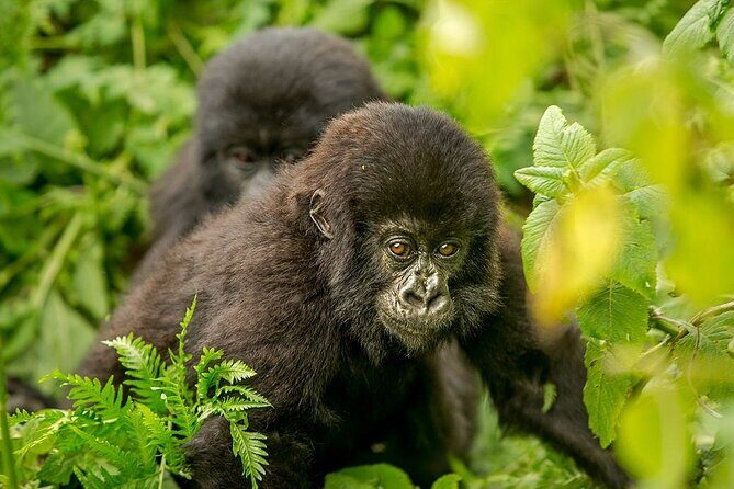 4 Day Gorilla Trekking & Golden Monkeys - Who Will Enjoy This Tour?