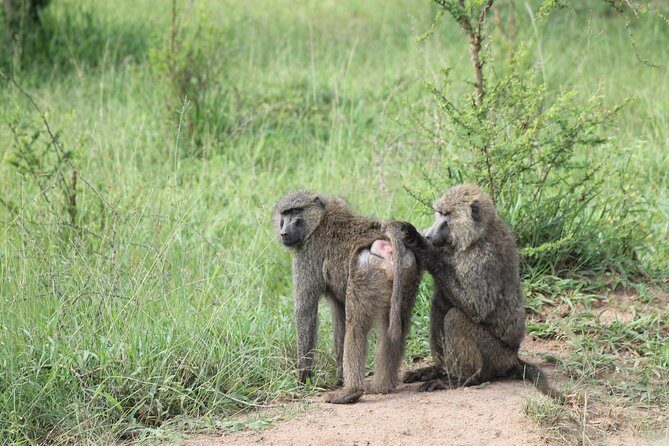 4 Day Gorilla Trekking & Golden Monkeys - The Sum Up