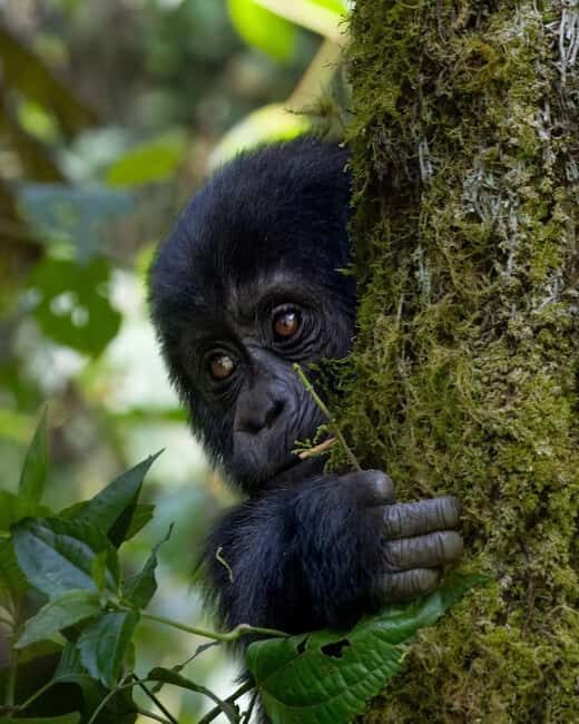 4-Day Gorillas and Golden Monkeys Safari Rwanda to Uganda - Key Points