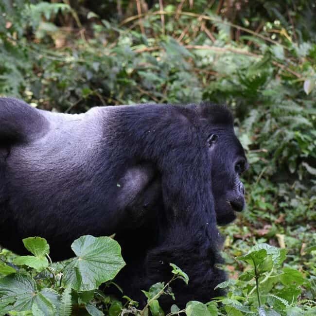 4-Day Gorillas and Golden Monkeys Safari Rwanda to Uganda - The Journey Starts in Kigali, Rwanda