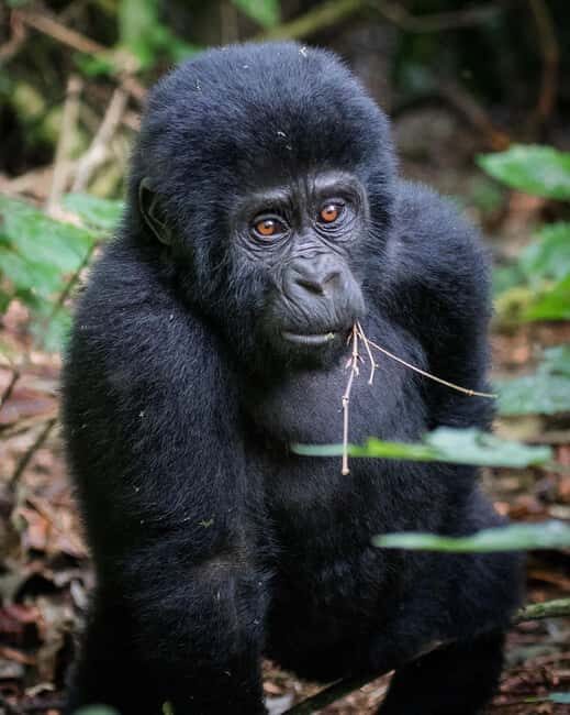4-Day Gorillas and Golden Monkeys Safari Rwanda to Uganda - Gorilla Trekking in Bwindi