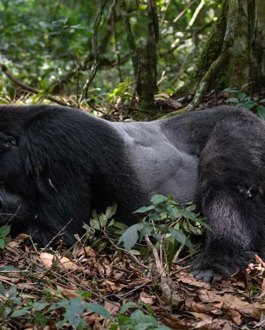 4-Day Gorillas and Golden Monkeys Safari Rwanda to Uganda - Final Day and Return to Kigali