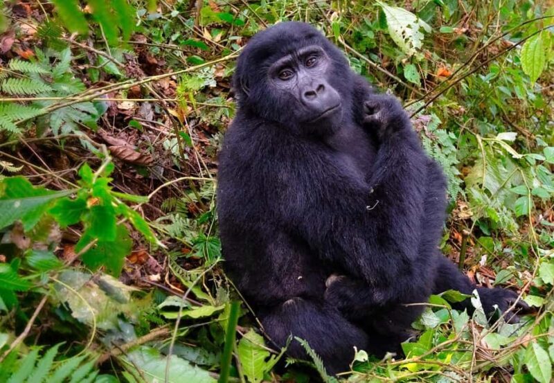 4-Day Gorillas and Golden Monkeys Safari Rwanda to Uganda - Analyzing the Value
