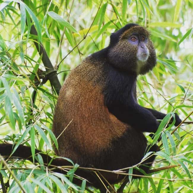 4-Day Gorillas and Golden Monkeys Safari Rwanda to Uganda - Who Is This Tour Best Suited For?