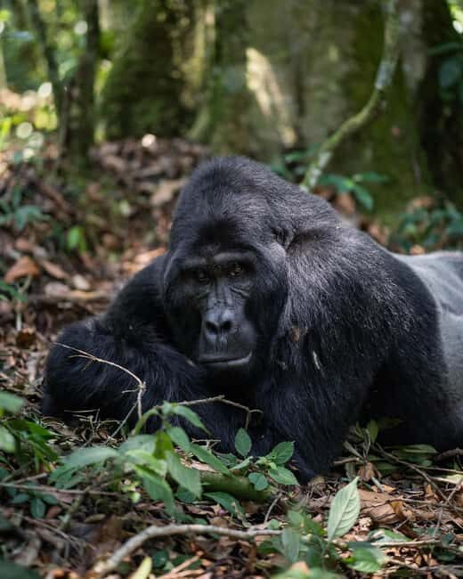 4-Day Gorillas and Golden Monkeys Safari Rwanda to Uganda - FAQ