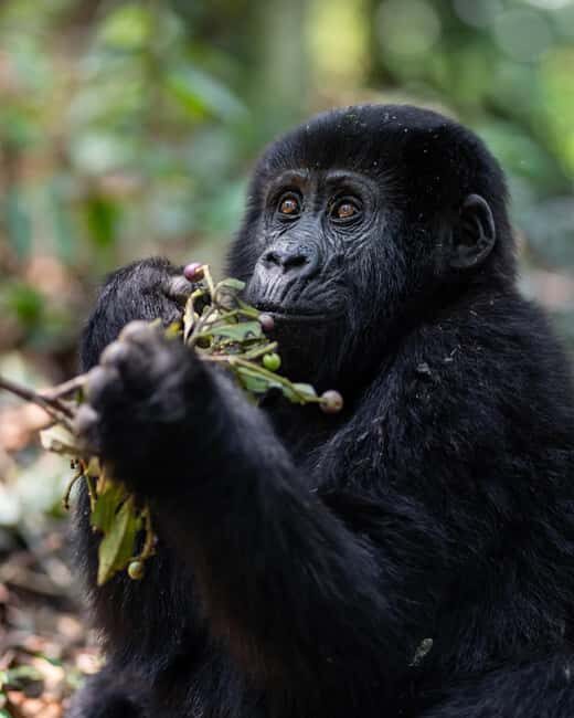 4-Day Gorillas and Golden Monkeys Safari Rwanda to Uganda - Final Thoughts