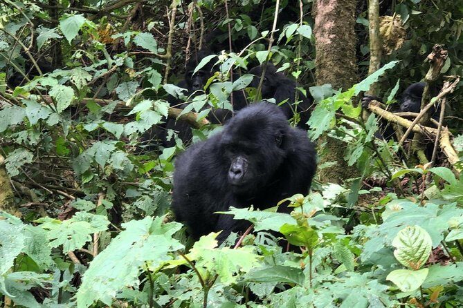 4 Day Gorillas, Wildlife and Chimpanzee Trek at Kibale - What’s Included & What’s Not