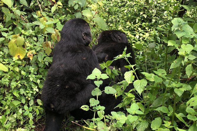 4 Day Gorillas, Wildlife and Chimpanzee Trek at Kibale - The Sum Up