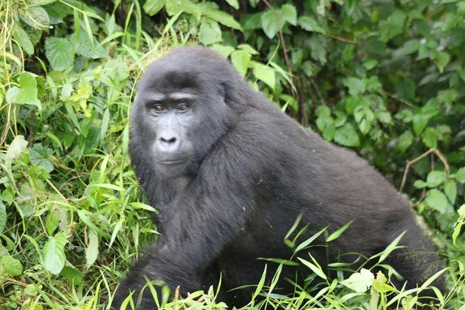 4 Day Gorillas, Wildlife and Chimpanzee Trek at Kibale - Frequently Asked Questions