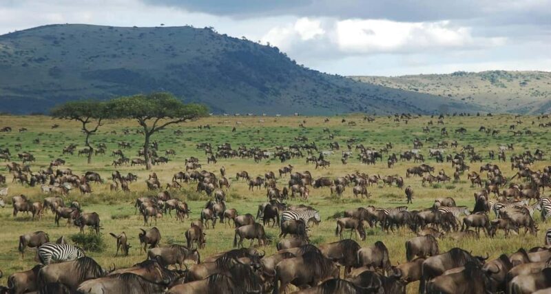 4-Day Great Migration/ Calving Season Serengeti Explorer - Key Points