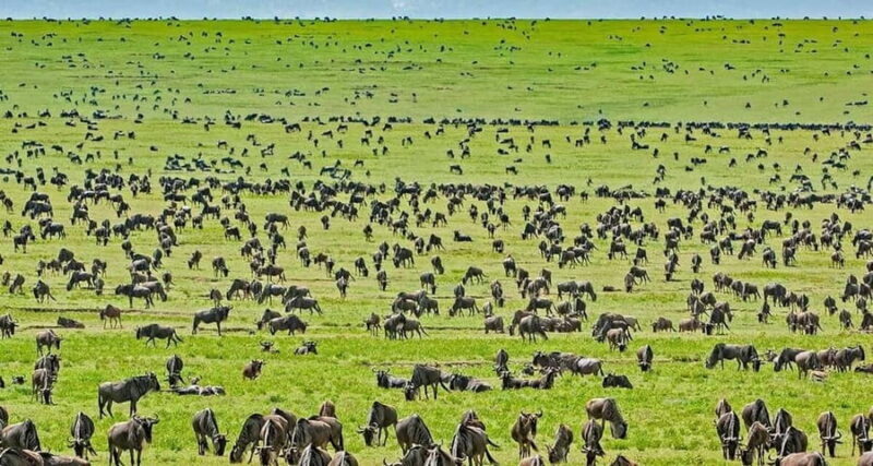 4-Day Great Migration/ Calving Season Serengeti Explorer - The Itinerary Breakdown: What to Expect Each Day