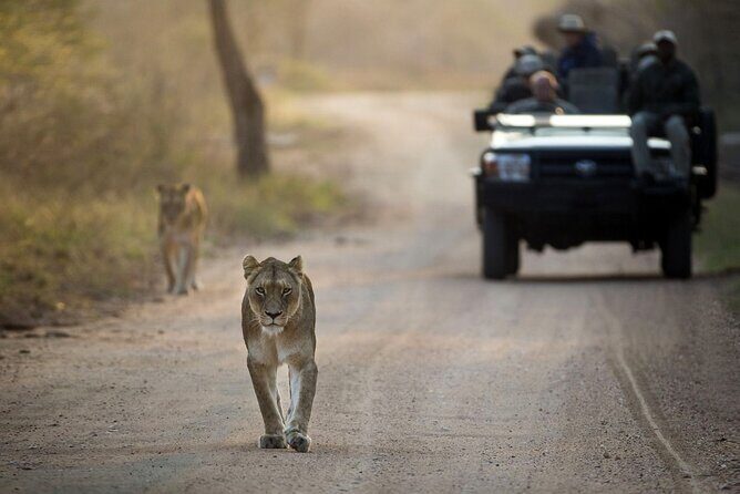 4 Day Greater Kruger Kapama Game Lodge Safari with Panorama Route Journey - Key Points