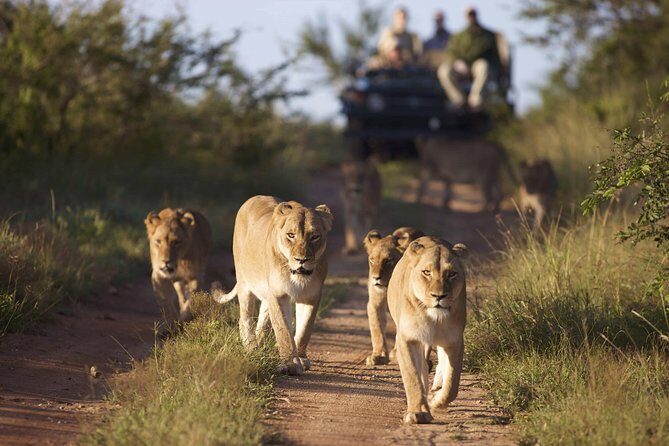 4 Day Greater Kruger Kapama Game Lodge Safari with Panorama Route Journey - Authenticity and Guide Expertise: What Sets This Apart