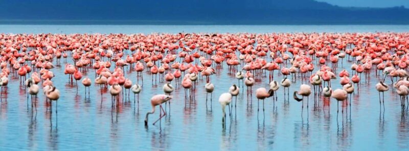 4 Day Group Joining Maasai Mara & Lake Nakuru for flamingos - A Detailed Look at the 4-Day Maasai Mara & Lake Nakuru Tour