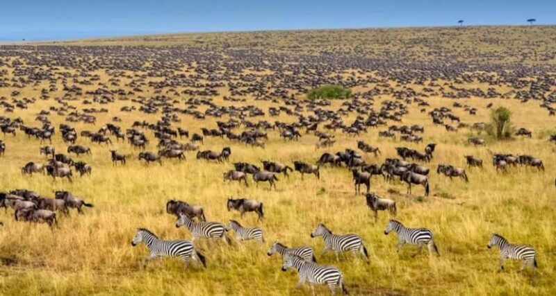4 Day Group Joining Maasai Mara & Lake Nakuru for flamingos - The Practicalities: Transport, Accommodation, and Cost