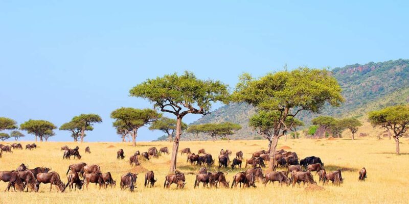 4 Day Group Joining Maasai Mara & Lake Nakuru for flamingos - FAQs